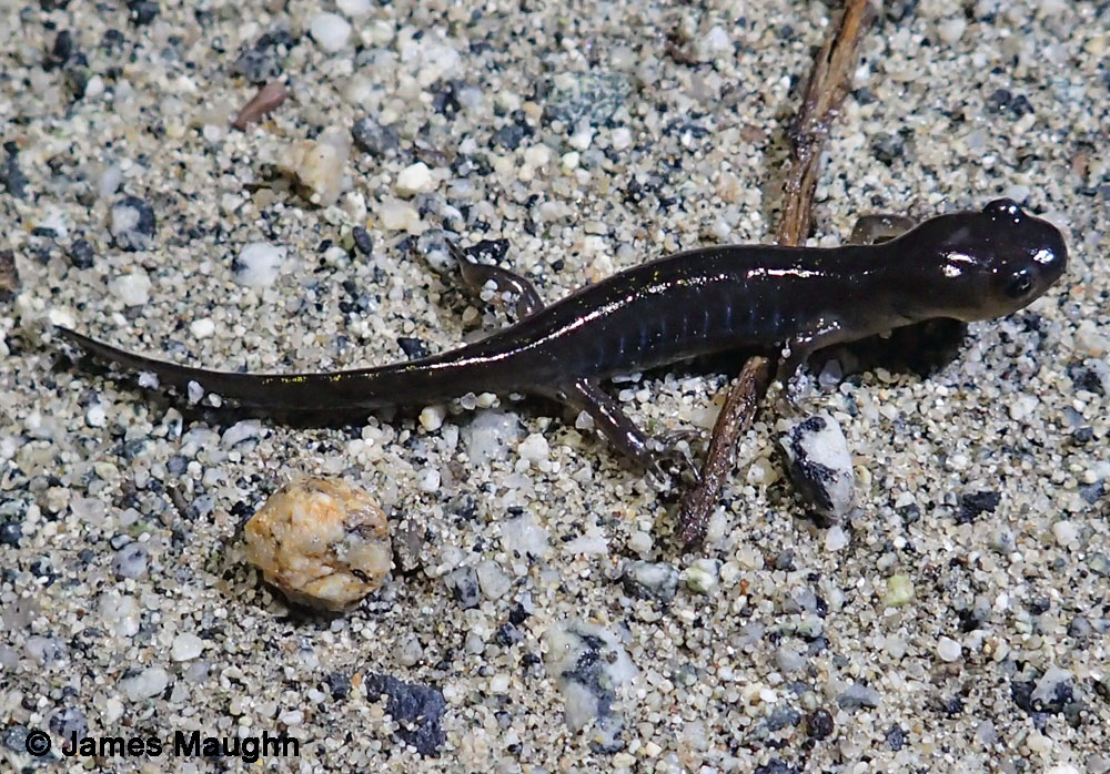 Santa Cruz Long-toed Salamander - Ambystoma macrodactylum croceum