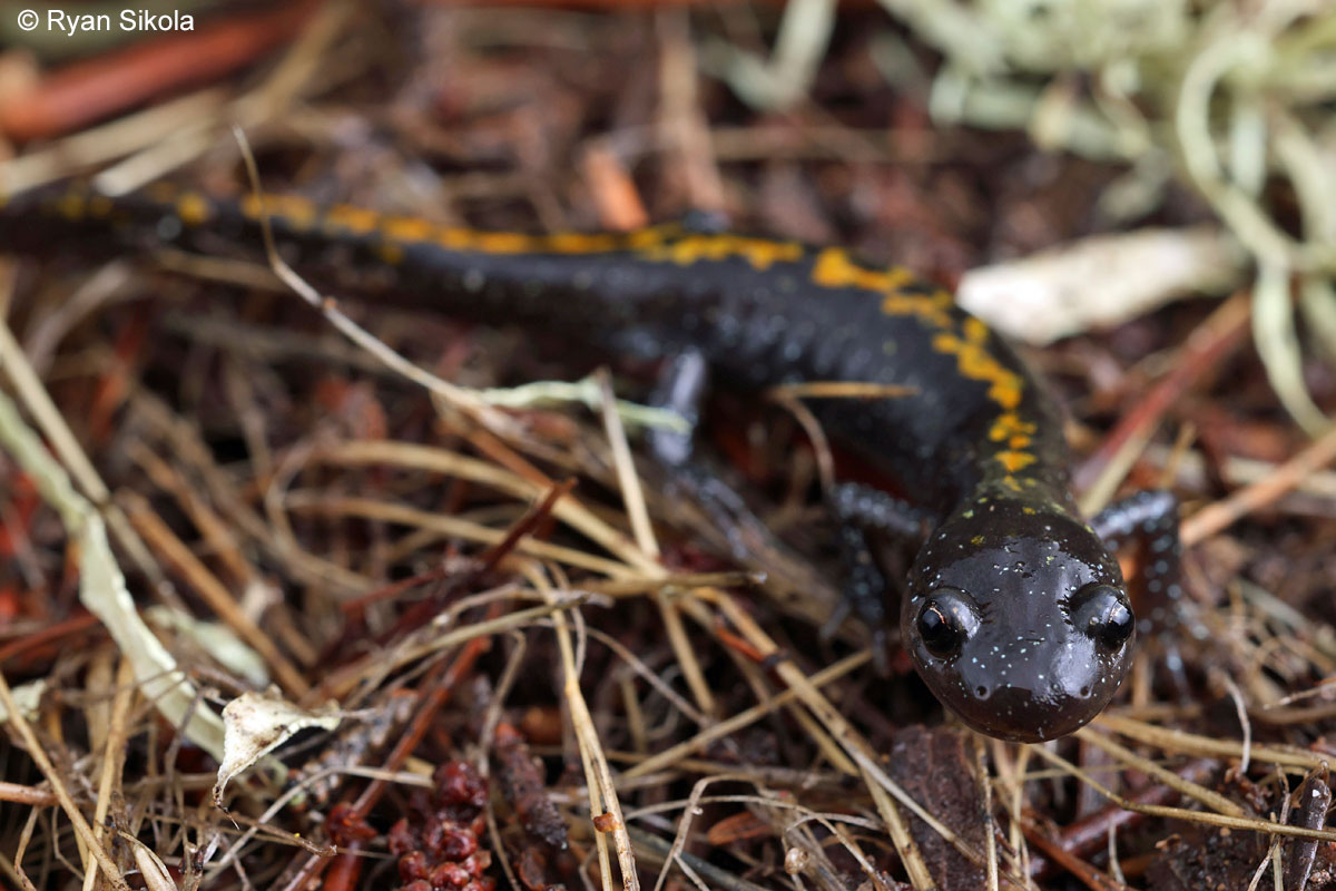 Santa Cruz Long-toed Salamander - Ambystoma macrodactylum croceum