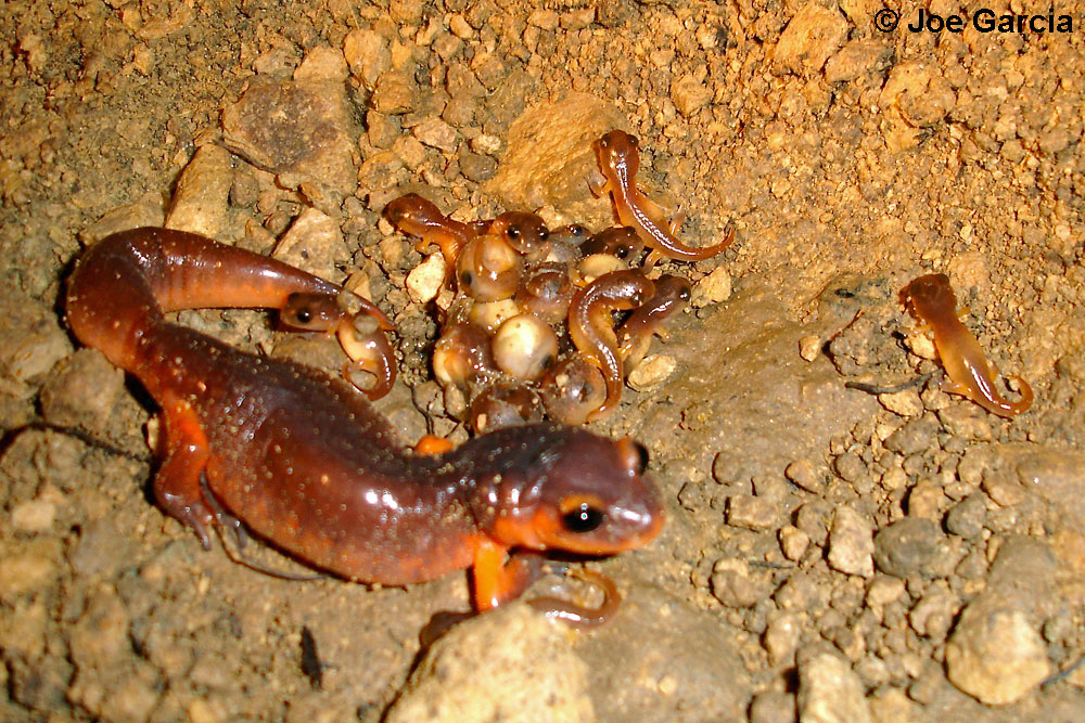Земноводные размножаются откладывая. Огненная саламандра размножение. Яйца Саламандры. Личинка огненной Саламандры. Исполинская саламандра личинка.