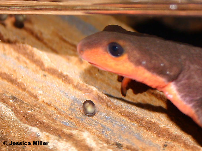 Eggs Of Frogs And Aquatic Salamanders In Calfornia