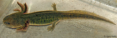 CA Tiger Salamander Larva