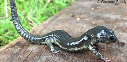 Speckled Black Salamander