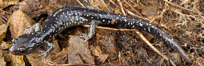 Speckled Black Salamander