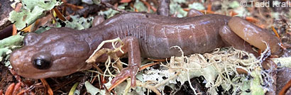 Arboreal Salamander