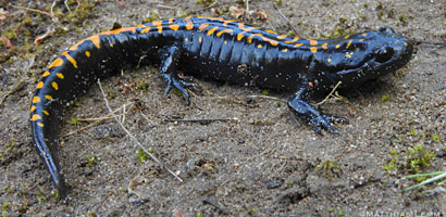 Santa Cruz Long-toed Salamander