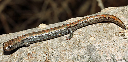 Kern Plateau Slender Salamander