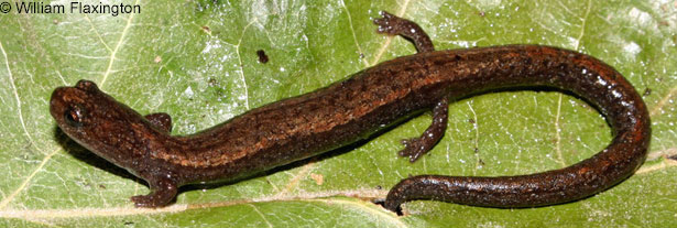 Relictual Slender Salamander