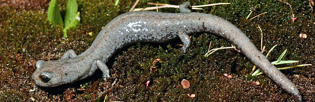 Inyo Mountains Slender Salamander