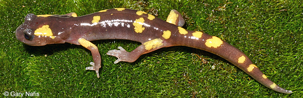 Yellow-blotched Ensatina
