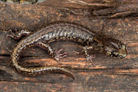 Clouded Salamander