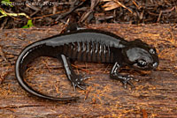 Northwestern Salamander