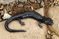 Shasta Black Salamander