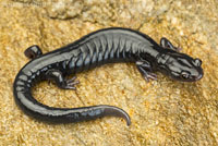 Santa Cruz Black Salamander