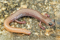 Borrego Slender Salamander
