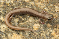Borrego Slender Salamander