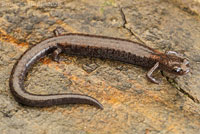Fairview Slender Salamander