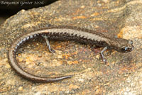 San Gabriel Mountains Slender Salamander