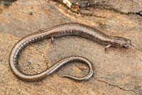 Gabilan Mountains Slender Salamander