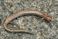 Gregarious Slender Salamander