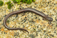 Sequoia Slender Salamander