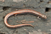 Santa Lucia Mountains Slender Salamander