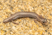 Southern California Slender Salamander