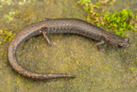 Lesser Slender Salamander