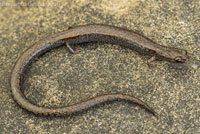 Black-bellied Slender Salamander
