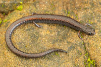Black-bellied Slender Salamander