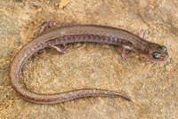Channel Islands Slender Salamander