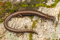 Kern Canyon Slender Salamander