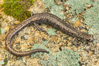 Tehachapi Slender Salamander