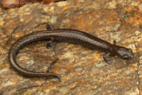 Tehachapi Slender Salamander