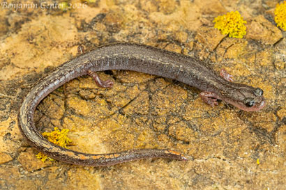 Arguello Slender Salamander