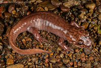 California Giant Salamander