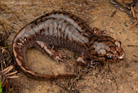 Coast Giant Salamander