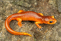 Monterey Ensatina