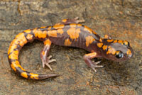 Sierra Nevada Ensatina