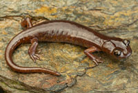 Limestone Salamander