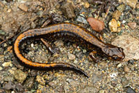 Dunn's Salamander