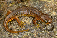 Southern Torrent Salamander
