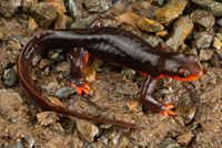 Red-bellied Newt