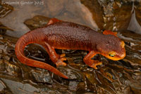 Sierra Newt