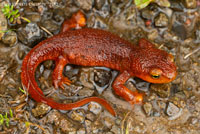 California Newt