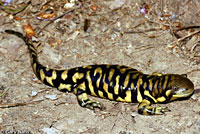 Tiger Salamander Hybrid