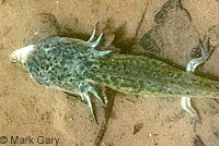 CA Tiger Salamander Egg