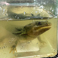 CA Tiger Salamander Egg