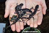 CA Tiger Salamanders