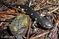 CA Tiger Salamander
