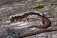 Clouded Salamander